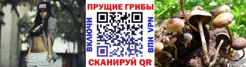 Псилоцибиновые грибы мицелий  Купить  Курчалой 